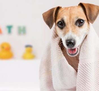 conheça mais sobre esse nosso serviço