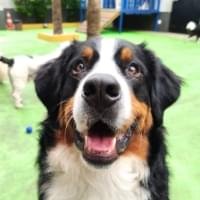 Veja que lindo este depoimento