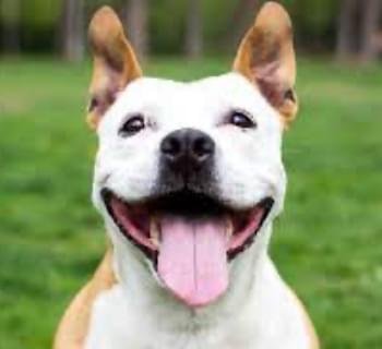 conheça mais sobre esse nosso serviço