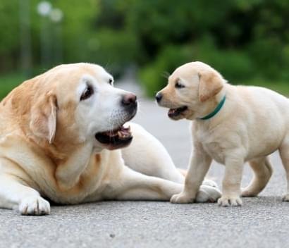 Desconto para mais de um Pepeto