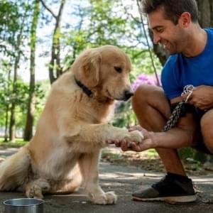 Equipe de adestramento na área de recreação o dia todo