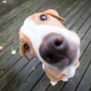 Ambiente monitorado por humanos e por câmeras 24hrs (transmissão interna)