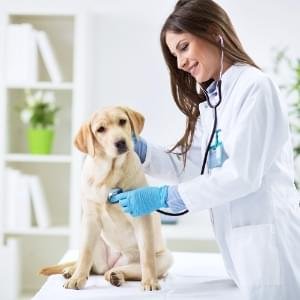 Veterinária responsável 24h de plantão para qualquer eventualidade.