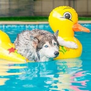 Piscina como parte da recreação dos alunos da creche, sem qualquer valor adicional e com a monitoria de um profissional