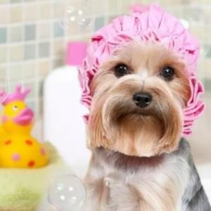 Alunos matriculados na creche tem 10% de desconto em pacotes de banho, hospedagem além de valores especiais para adestramento