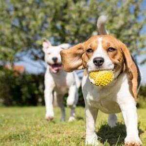 Programa completo de recreação levando em consideração as necessidades de cada cão, através de cronogramas mensais de atividades em que o cão explora seu lado social, sensorial, alimentar, cognitivo e físico.