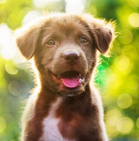 Conheça mais sobre a Pepetos