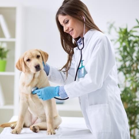 Conheça mais sobre a Pepetos